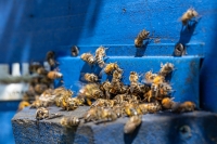 Help, een wespennest in de spouwmuur