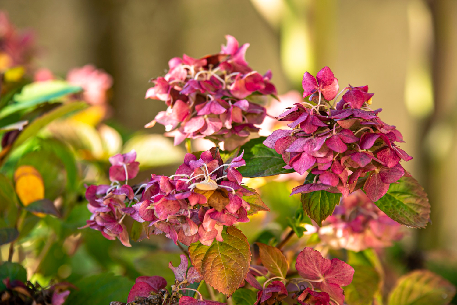 De meest voorkomende oorzaak van plantensterfte